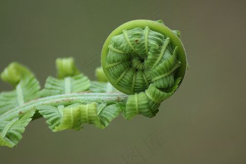 蕨类，叶子，卷，自然，植物，自然，植物园