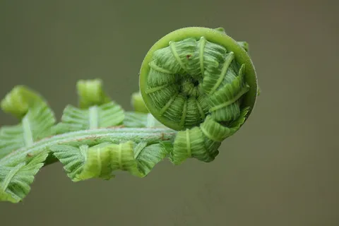 蕨类，叶子，卷，自然，植物，自然，植物园