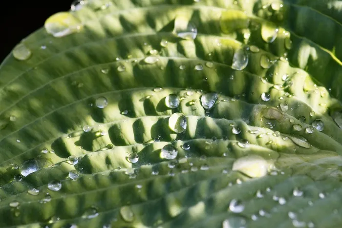 叶子，水滴，滴水，绿色的植物，雨滴