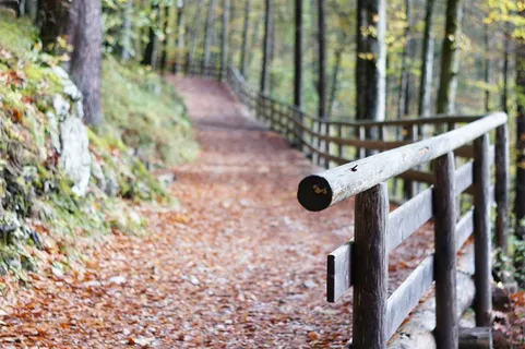 栏杆，离，森林路径，径，景观，木材