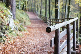 栏杆，离，森林路径，径，景观，木材