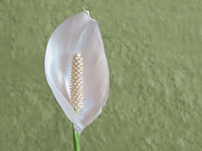 花，白，白花，微妙，绿色