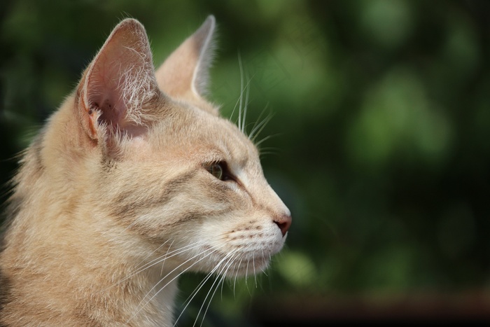 猫，品种猫，暹罗猫，鲭鱼
