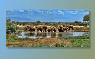 大象，水坑，野生动物园，非洲，南非
