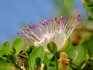 花，夏天，自然，开花，蓝色，明亮