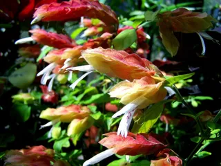 植物园，佩奇，黄粉植物