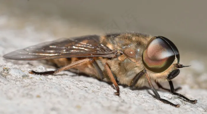 昆虫，双翅目，塔巴努斯