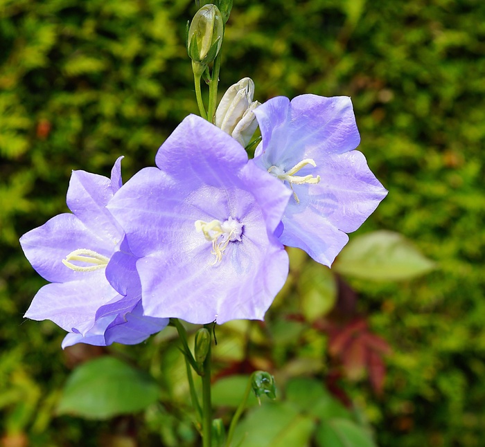花，开花，蓝色，花园，夏天，希望