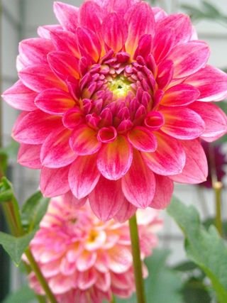 大丽花，花，夏天，花瓣，性质，开花，颜色