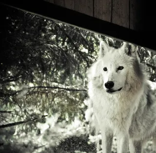 狼，极地，白，眼睛，动物，野，自然