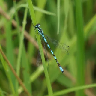 Keihästytönkorento，Coenagrion Hastulatum，蜻蜓