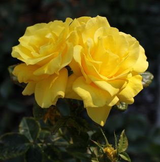 花，玫瑰，黄色，开花，关闭