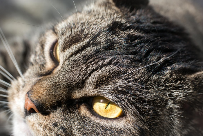 猫，灰色，满意，动物肖像，家猫