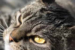 猫，灰色，满意，动物肖像，家猫