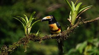 衣领Aracari，哥斯达黎加，雨林