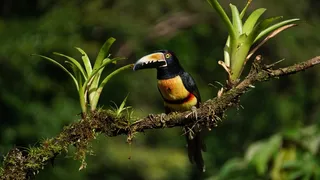 衣领Aracari，哥斯达黎加，雨林