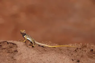 领蜥蜴，爬行动物，肖像，野生动物，自然