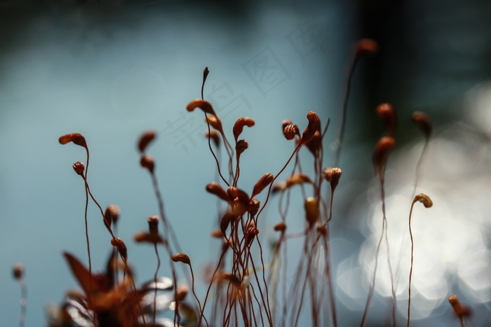 苔藓，苔藓孢子，孢子，火花，太阳，水，光