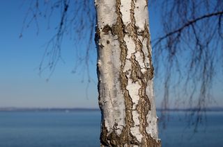 桦木，部落，白色，详细信息，审美，分支机构，湖