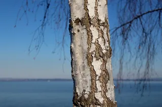 桦木，部落，白色，详细信息，审美，分支机构，湖