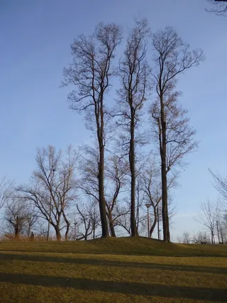 科帕奇水坝，部分，多瑙河，木材