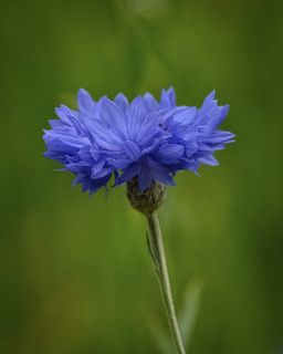 花，蓝色，自然，美丽，花的，植物，自然