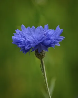 花，蓝色，自然，美丽，花的，植物，自然
