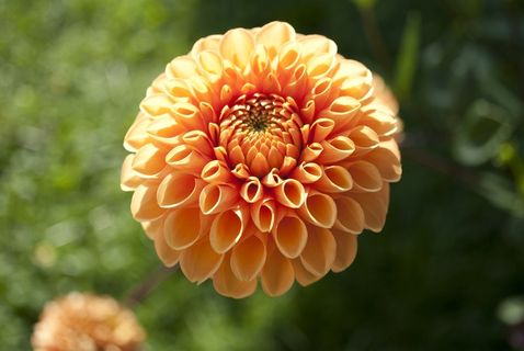 鲜花，花瓣，自然，花园，春天，宏，植物