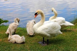 天鹅，鸟，自然，动物，家庭，雄伟，湖
