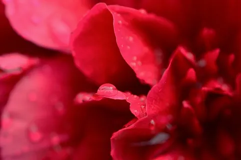 牡丹,红色,湿,滴灌,雨,花卉园,开花 牡丹,红色,湿,滴灌,雨,花卉园,开花