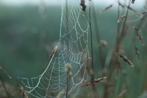 蜘蛛网，草地，性质，早上，黎明，罗莎，雾