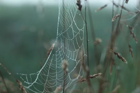 蜘蛛网，草地，性质，早上，黎明，罗莎，雾