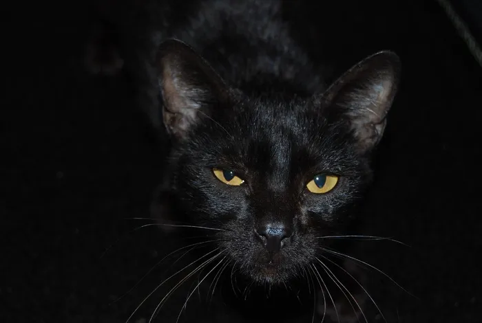 猫，黑猫，宠物，猫的外观