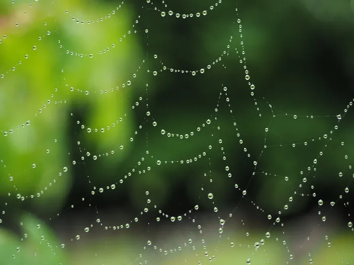 蜘蛛网，雨滴，网络，Morgentau，露水，秋季