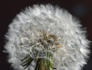 蒲公英，植物，性质，指出花，草地