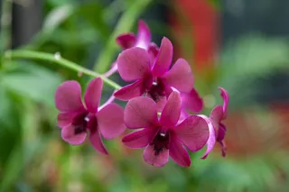 兰花，花，自然