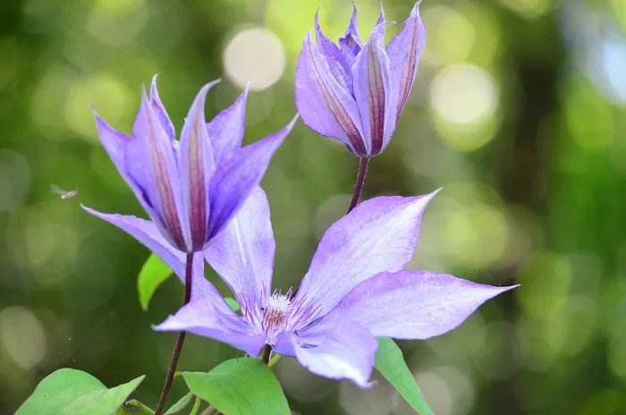 铁线莲，鲜花，登山者，花，紫色