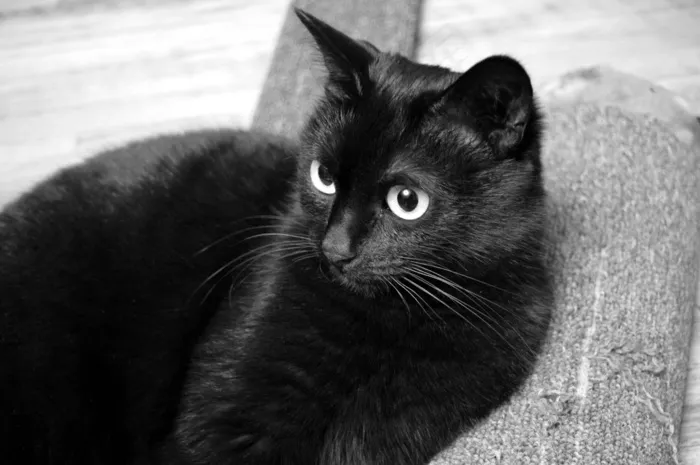 猫，黑猫，查看，宠物，黑色，猫的人，毛皮