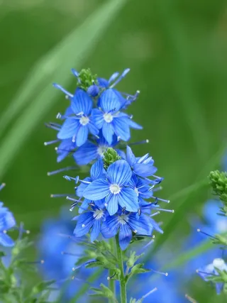 大型Speedwell，维罗妮卡Teucrium，开花，绽放