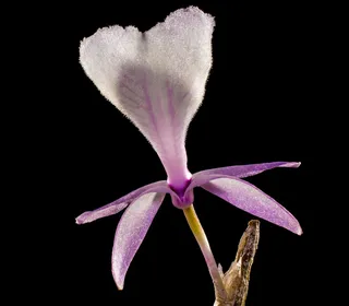 野生兰花，兰花，白紫，开花，盛开