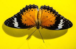 蝴蝶，昆虫