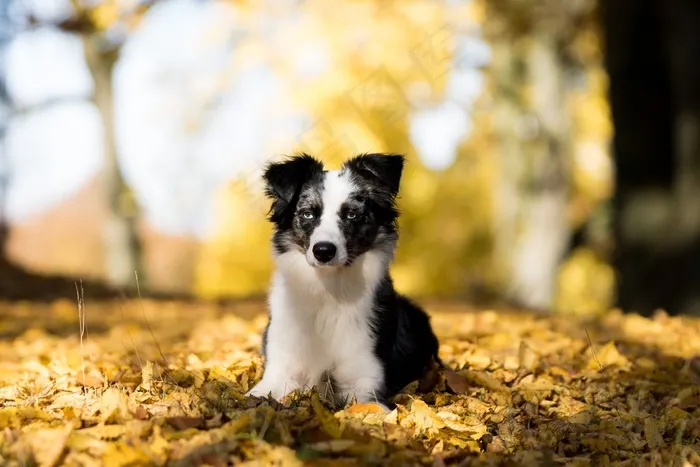 迷你澳大利亚牧羊犬，狗，树木，叶子，秋季