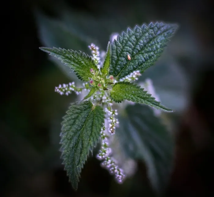 荨麻，Estruga，Picamato，加利西亚，药用植物