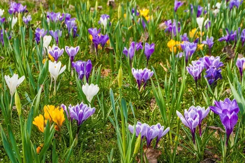 鲜花,番红花,早绽放,春天,紫色,紫 鲜花,番红花,早绽放,春天,紫色,紫