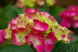 绣球，植物，开花，性质，花