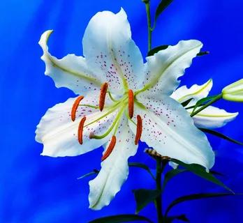 百合,开花,花,白,紫色圆点 百合,开花,花,白,紫色圆点
