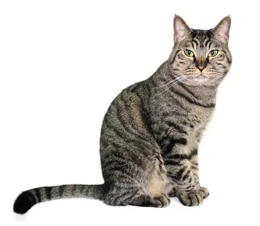 猫,Aemyo,宠物,猫 猫,Aemyo,宠物,猫