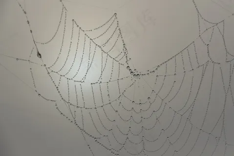 蜘蛛网，串珠，Morgentau