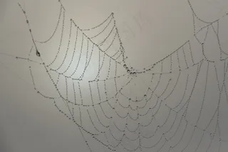 蜘蛛网，串珠，Morgentau