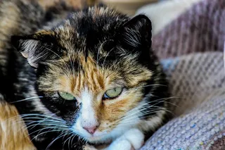 猫，猫的，家畜，动物，小猫